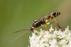 Amblyteles armatorius